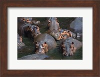 Hippo Pod Fine Art Print