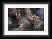 Hippo Pod Fine Art Print