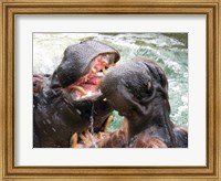Hippopotamus at Barcelona Zoo Fine Art Print
