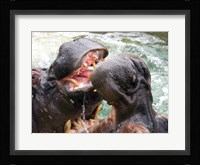 Hippopotamus at Barcelona Zoo Fine Art Print