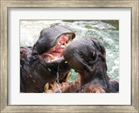 Hippopotamus at Barcelona Zoo Fine Art Print