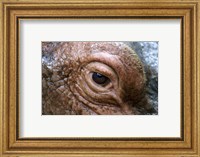 Hippopotamus Eye Fine Art Print