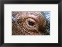 Hippopotamus Eye Fine Art Print