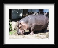 Hroch Obojzivelny Fine Art Print