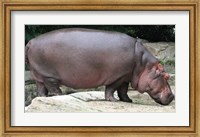 Nijlpaard Fine Art Print