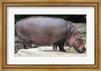 Nijlpaard Fine Art Print