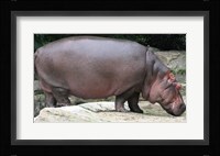 Nijlpaard Fine Art Print