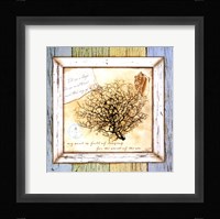 Sea Treasures III Framed Print