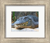 Alligator Mississippiensis Fine Art Print
