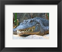 Alligator Mississippiensis Fine Art Print
