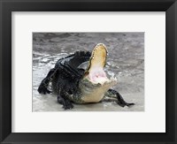 Alligator Mississippiensis Defensive Fine Art Print