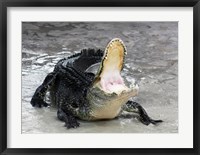 Alligator Mississippiensis Defensive Fine Art Print