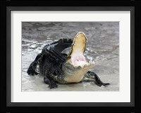 Alligator Mississippiensis Defensive Fine Art Print