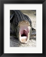 Alligator Mississippiensis Yawn Fine Art Print