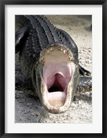 Alligator Mississippiensis Yawn Fine Art Print