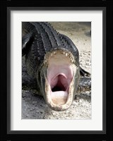 Alligator Mississippiensis Yawn Fine Art Print