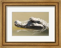 Caiman Displaying Fourth Tooth Fine Art Print