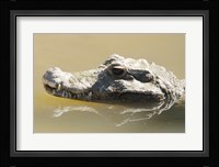Caiman Displaying Fourth Tooth Fine Art Print