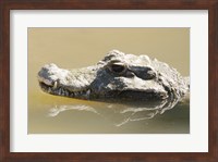 Caiman Displaying Fourth Tooth Fine Art Print