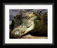 Crocodile Fine Art Print