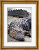 Florida Alligator Fine Art Print