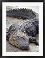 Florida Alligator Fine Art Print