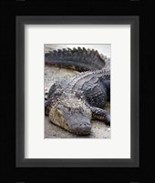 Florida Alligator Fine Art Print