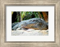 Loro Parque Alligator Fine Art Print