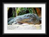 Loro Parque Alligator Fine Art Print