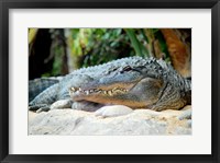 Loro Parque Alligator Fine Art Print