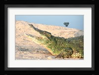 Open Mouth Crocodile Fine Art Print