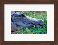 Alligator - in the grass Fine Art Print