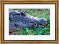 Alligator - in the grass Fine Art Print