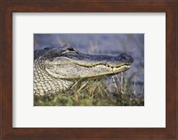 Alligator - photo Fine Art Print