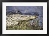 Alligator - photo Fine Art Print