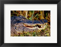 Alligator - close up Fine Art Print