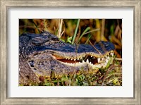 Alligator - close up Fine Art Print