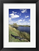 High angle view of an alligator near a river, Everglades National Park, Florida, USA Fine Art Print