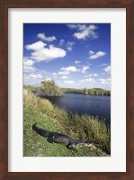 High angle view of an alligator near a river, Everglades National Park, Florida, USA Fine Art Print