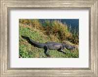 Alligator Everglades National Park Florida USA Fine Art Print