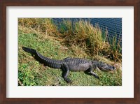 Alligator Everglades National Park Florida USA Fine Art Print