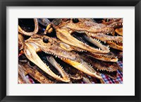 Close-up of the skulls of alligators Fine Art Print