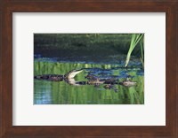 Group of American Alligators in water Fine Art Print