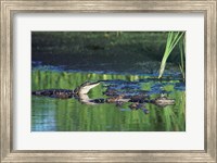Group of American Alligators in water Fine Art Print