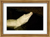 Close-up of an American alligator in a lake Fine Art Print