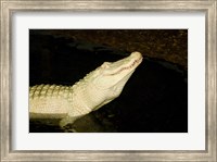 Close-up of an American alligator in a lake Fine Art Print