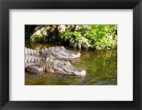 American alligators in a pond, Florida, USA Fine Art Print
