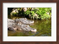 American alligators in a pond, Florida, USA Fine Art Print