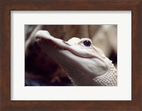 Albino Alligator Fine Art Print
