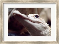 Albino Alligator Fine Art Print